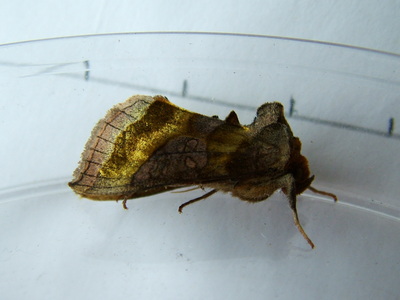 Burnished Brass